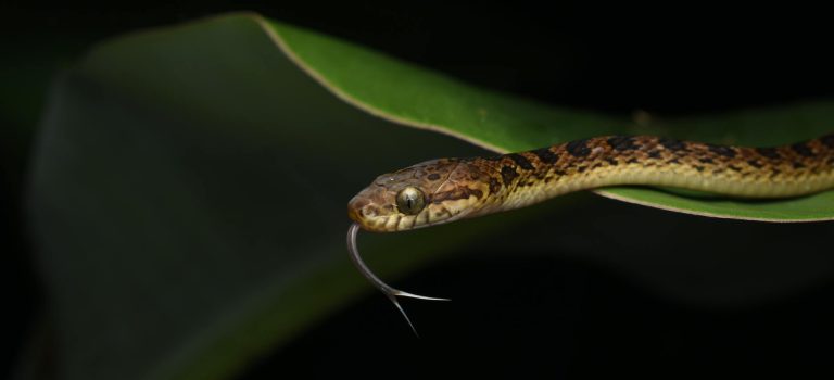 Nocne safari – gdzie na świecie można obserwować dziką faunę nocą?